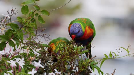 dos loros vibrantes socializan entre las flores en flor