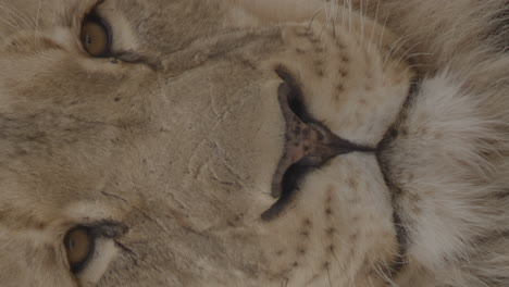 vertical shot of lion face extreme close up