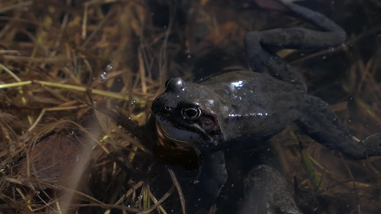Common frog croaking in pond water in spring, close up
