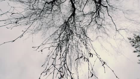 upward tilted shot of hanging leaves, twigs and branches of a tree in botanical gardens