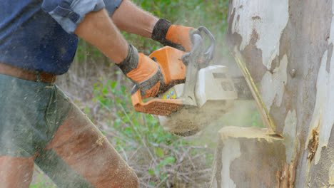 Lumberjack-with-chainsaw-cutting-tree-trunk-4k