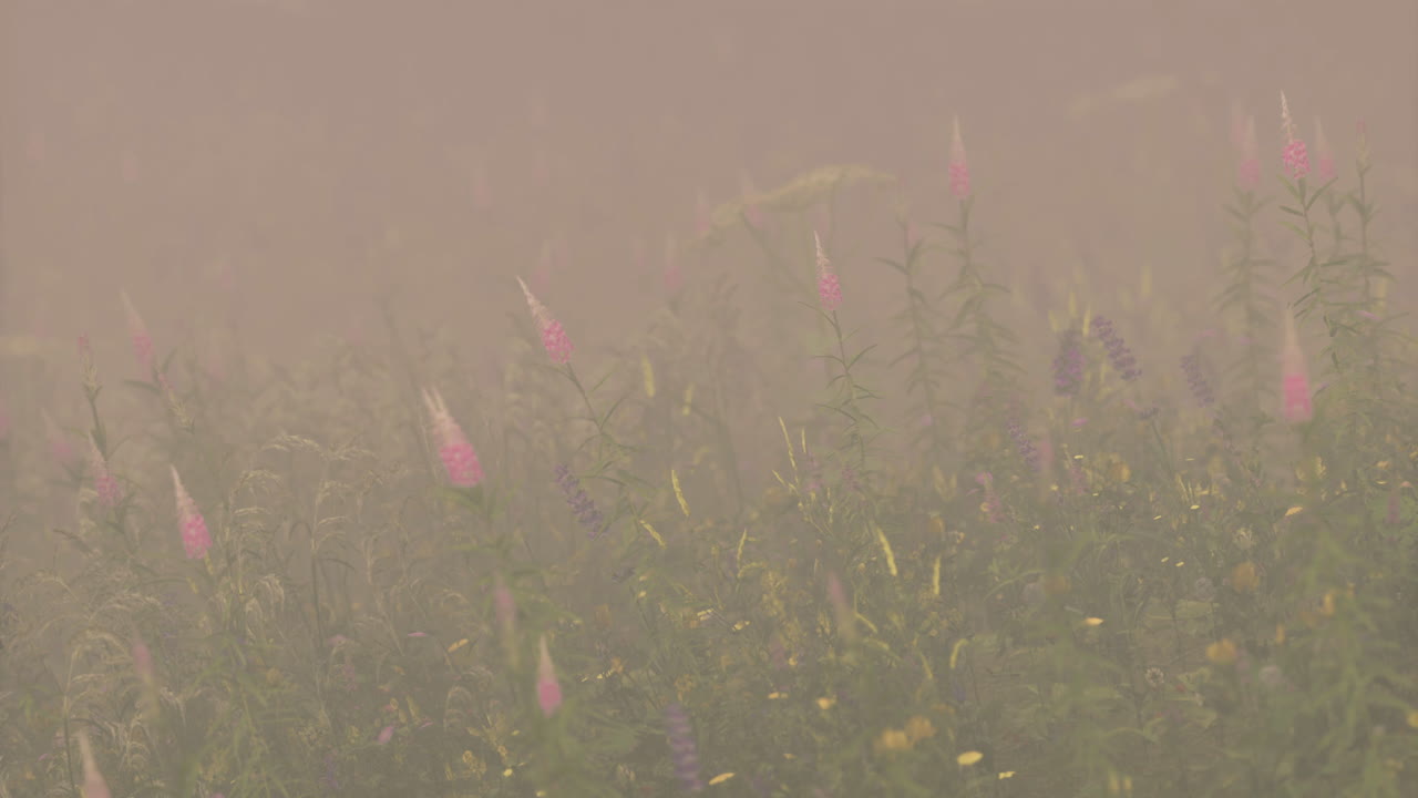 Vibrant wildflowers bloom in misty meadow during morning light