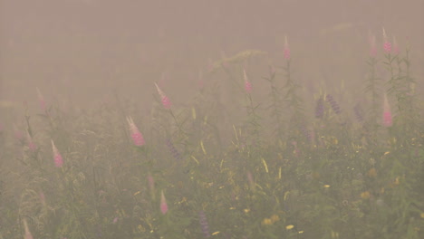 vibrant wildflowers bloom in misty meadow during morning light