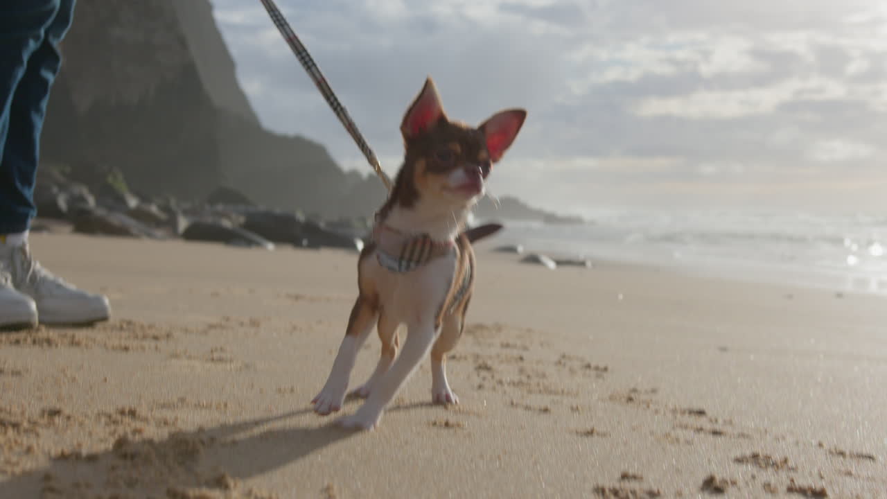 un lindo chihuahua camina por la playa