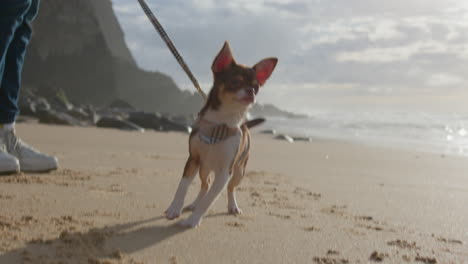 cute chihuahua walks on the beach