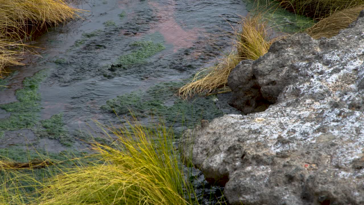 Australian Outback Artesian Spring, The Bubbler, in flow - 4k 100fps