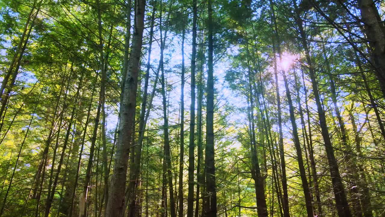 Gliding gently through a tall, beautiful pine forest in the Appalachian Mountains during a sunny summer’s day. This is in the Catskill mountain subrange in New York’s Hudson Valley.