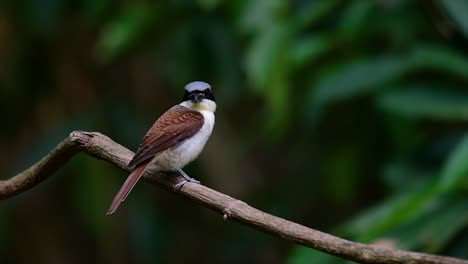 The-Tiger-Shrike-got-its-name-from-the-Tiger-like-pattern-on-its-feathers-as-it-is-also-a-predator-of-a-bird-that-feeds-on-insects,-very-small-mammals,-and-even-birds-of-its-size