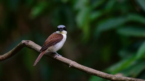 el alcaudón tigre obtuvo su nombre por el patrón de tigre en sus plumas, ya que también es un depredador de un ave que se alimenta de insectos, mamíferos muy pequeños e incluso aves de su tamaño.