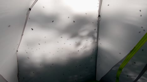 enjambre de moscas en una carpa cerca de la puesta del sol, amplio punto de vista inclinado hacia arriba en 4k