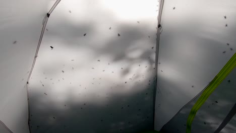 flies swarm on a tent near sunset, wide pov tilt up in 4k