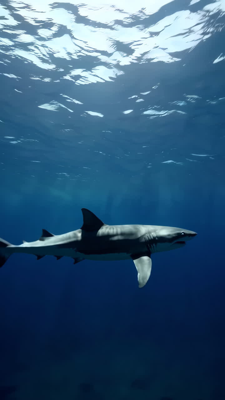 Shark in Deep Blue Ocean