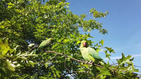 London-Rose-Ringed-Necked-Parakeet-feeding-on-an-apple-held-by-a-person,-Kensington-Park,-London,-UK