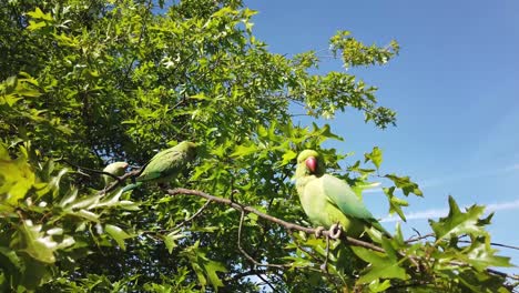 perico de cuello anillado de rosa de londres alimentándose de una manzana sostenida por una persona, kensington park, londres, reino unido