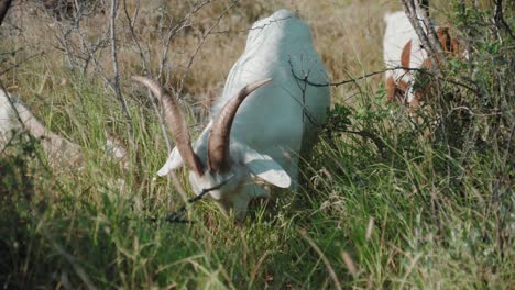 Encantador-Rebaño-De-Cabras-Comiendo-Hierba-Al-Aire-Libre,-Las-Cabras-Son-Miembros-De-La-Familia-De-Animales-Bovidae,-Entorno-Natural-Durante-El-Día-Del-Sol,-Concepto-De-Animales-Domesticados