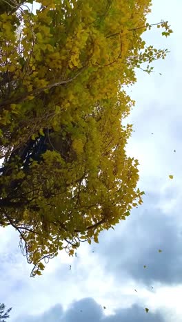 under a cloudy sky, a tree covered in yellow leaves sways in the wind, shedding its leaves in autumn