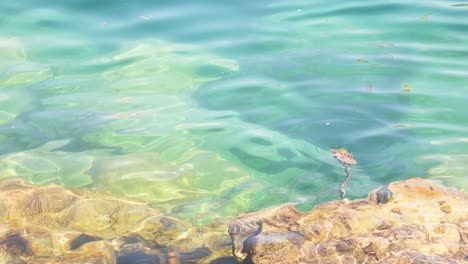 krebse, die sich auf felsen in der nähe von klarem wasser bewegen