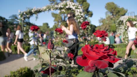 red roses in a beautiful park