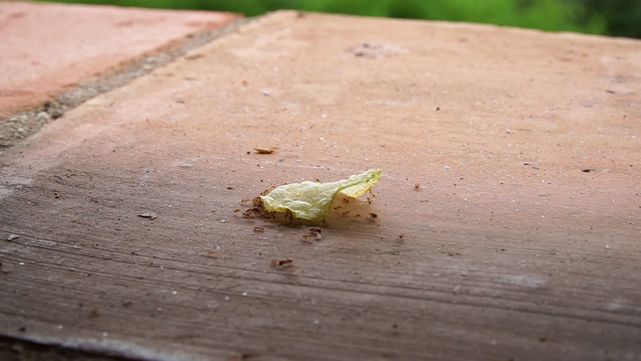 lapso de tiempo de hormigas rojas que intentan mover una gran patata frita en el suelo de baldosas