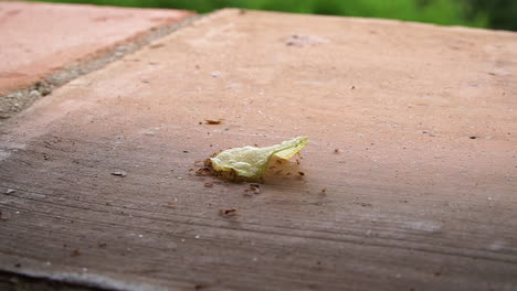 Timelapse-of-red-ants-attempting-to-move-a-large-crisp-on-tile-floor