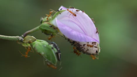 hormigas rojas pululan por una flor en la naturaleza