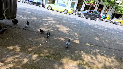 las palomas se reúnen cerca de los árboles y los contenedores de la calle