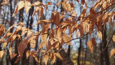 Getrocknete-Braune-Und-Goldene-Blätter,-Die-Im-Wind-Rascheln