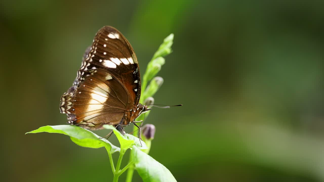 A Common Indian Crow butterfly rests on a green plant in natural lighting, showcasing its brown wings with white spots