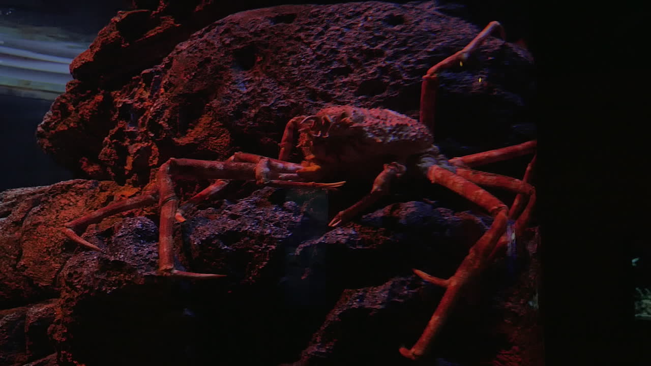 수족관에서 거미 크래브