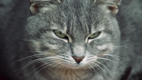 close-up of an adult silver female cat with deep green eyes and long white mustache turning her head left and right