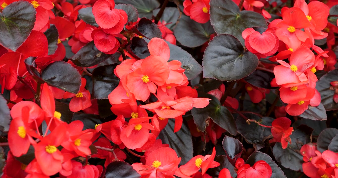 Begonia Lilin Merah di Taman Butchart Victoria, British Columbia, Kanada.