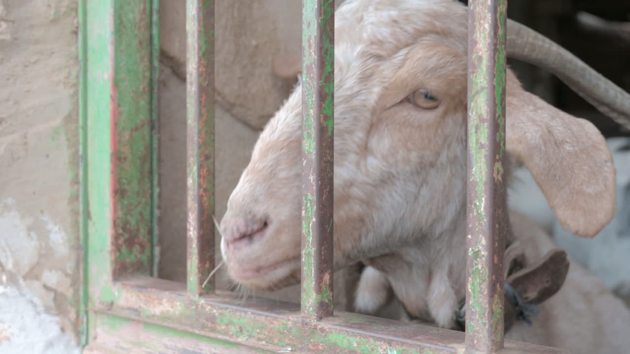 Brown goat eating grass from a person's hand