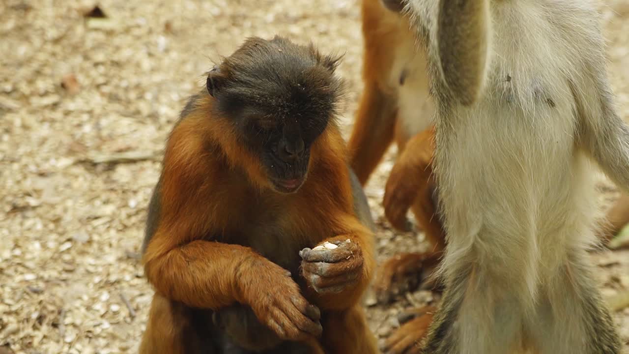 grupo de monos colobus rojo óxido y monos sabaeus comiendo juntos en el bosque de gambia