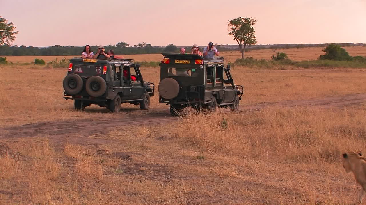 львица идет по равнине, а наблюдатели сидят в своих автомобилях, смотрят и фотографируют