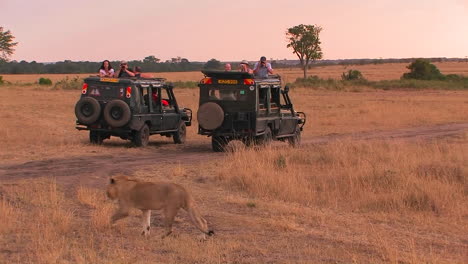 a lioness walks across a plain as observers sit in their vehicles and watch and take pictures