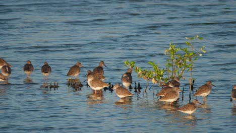 Seen-together-preening-and-socializing,-Common-Redshank-or-Redshank-Tringa-totanus,-Thailand