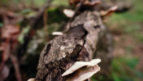 Mushrooms-growing-on-dry-tree-trunk-in-woods