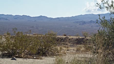 dolly video of brush in joshua tree national park in california