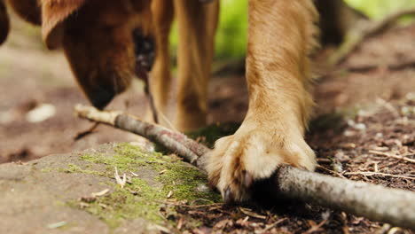 Golden-Retriever-welpe,-Der-Einen-Stock-Hält,-Um-Auf-Einer-Spur-Zu-Kauen