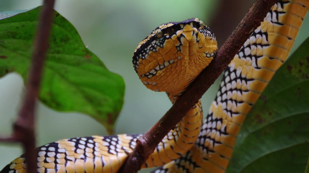 Makro håndholdt 4K-opptak som fanger de detaljerte trekkene til en Waglers groporm (Tropidolaemus wagleri) i sitt regnskoghabitat; Khao Sok nasjonalpark, Thailand.