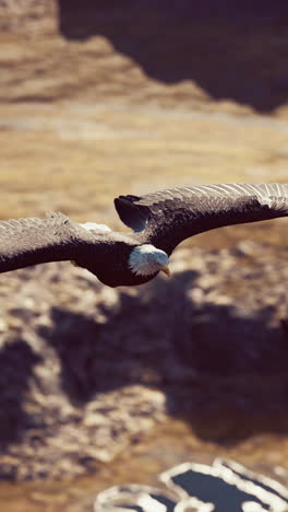 águila calva volando sobre las montañas