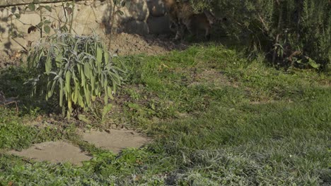 Australien---Graue-Katze,-Die-An-Einem-Sonnigen-Tag-Im-Grünen-Bermudagras-Im-Garten-Spaziert---Nahaufnahmeaufnahme