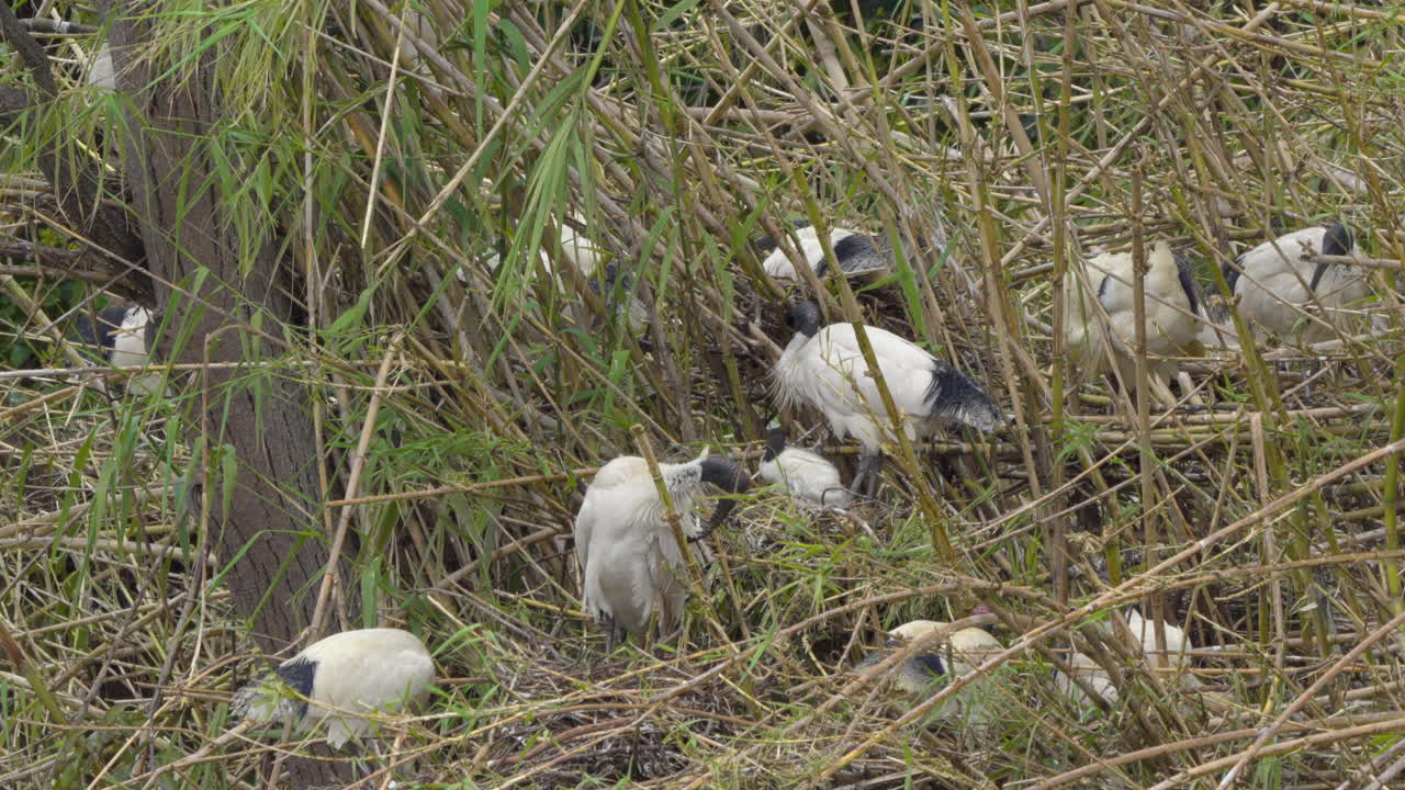 A tree full of Australian white ibis, including a chick demanding food