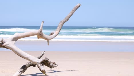 vista estática de madera a la deriva en una playa tranquila