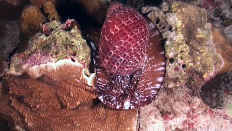 big snail crawling over coral reef at night