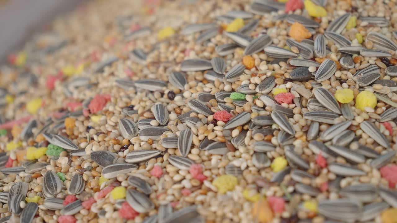 혼합된 조류 씨