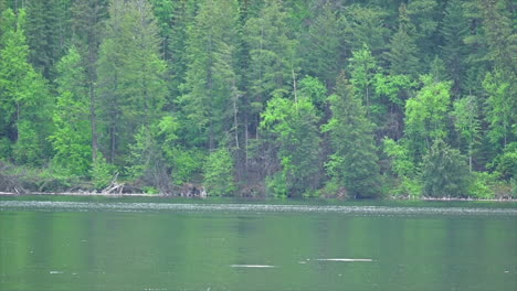 nature's dance: fish leaping in paul lake