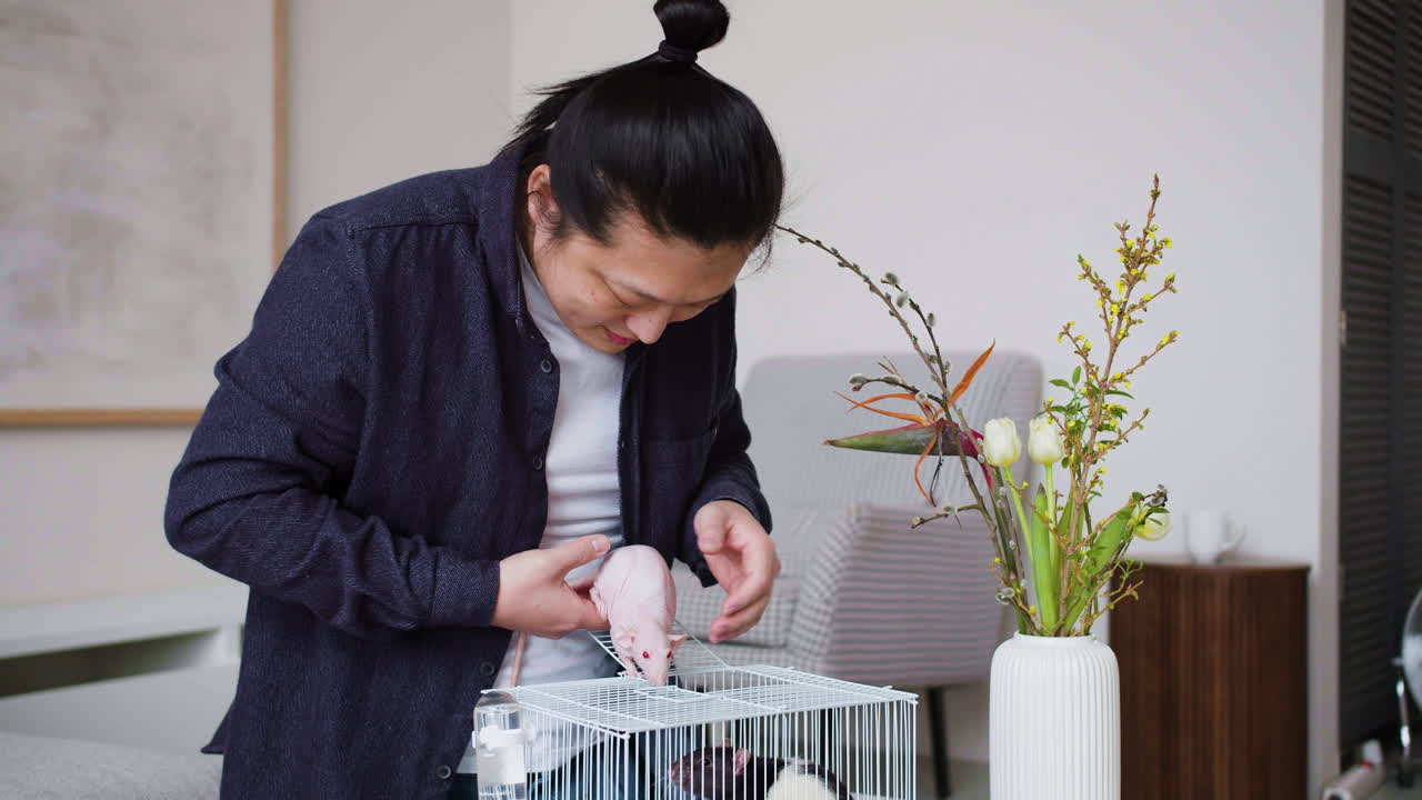 человек гладит крыс.