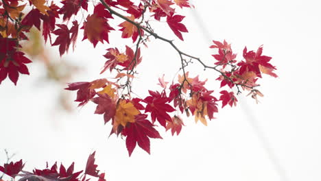 Rote-Herbstblätter-Des-Japanischen-Ahornbaums-Mit-Weißem-Himmel-Im-Hintergrund