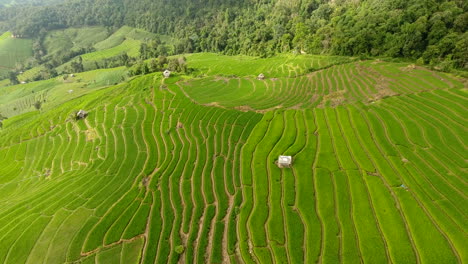 rice field terrace on mountain agriculture land.